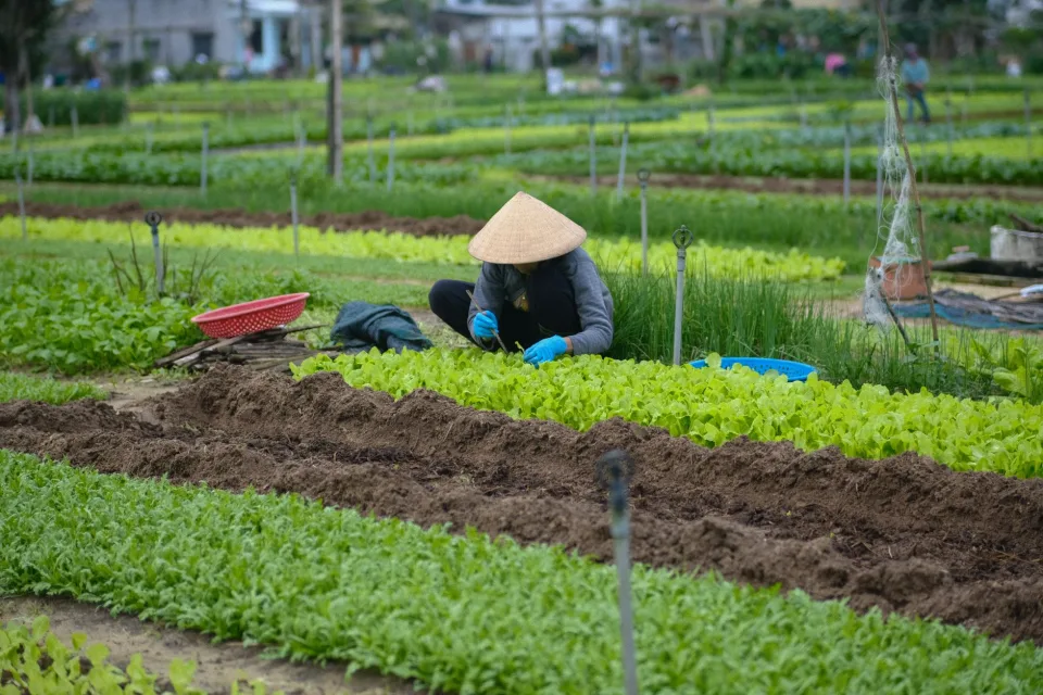 Khu đóng gói nông sản