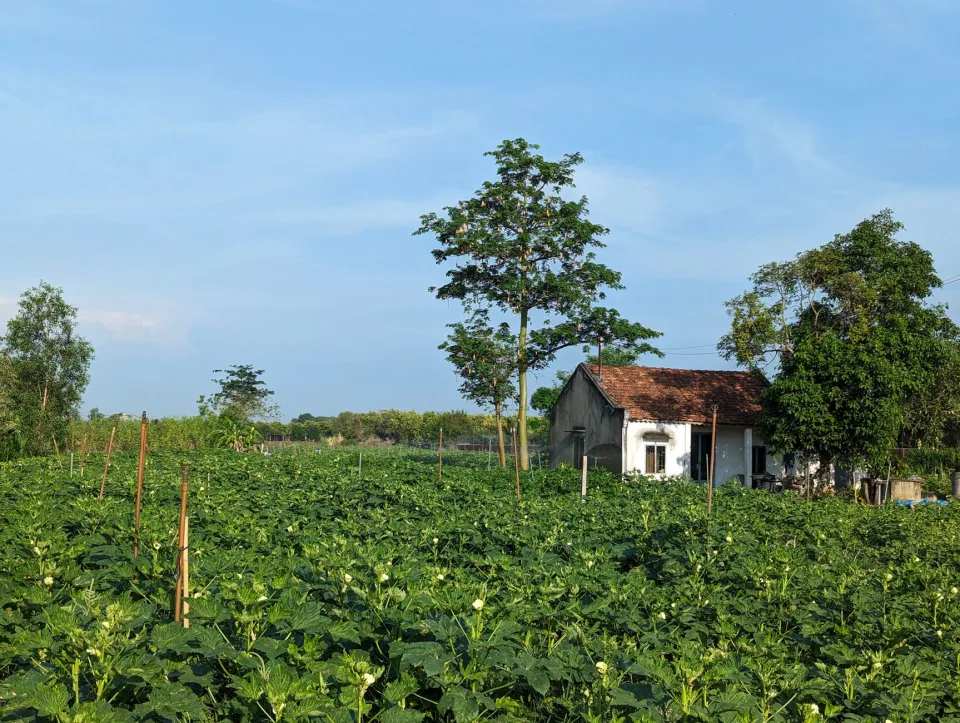 Khu vườn trồng chính